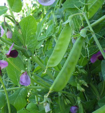 Pflanzen & Samen: Zuckererbse mit violetten Blüten / 10 Samen – Neu (gemäss Beschreibung) aus Hinteregg von ERFOLG78 1