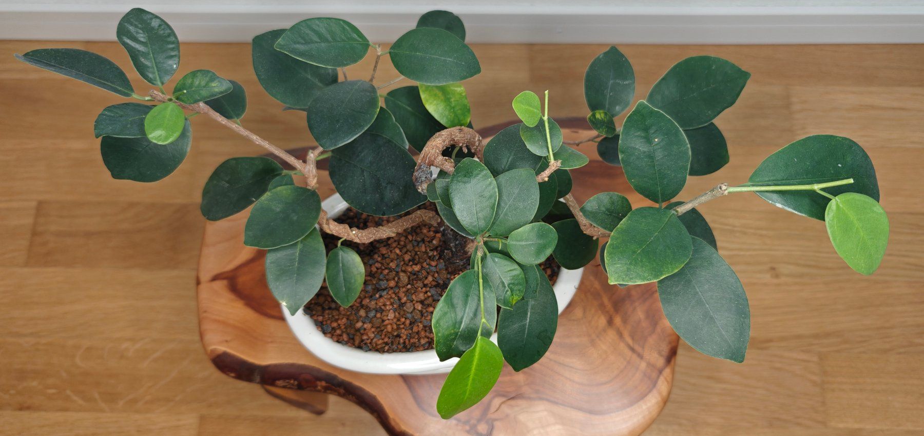 Pflanzen & Samen: Bonsai in der Keramikschale – Gebraucht aus Schlieren von Easy_care_plants 1