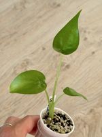 Alocasia Cucullata – young plant 🌱 