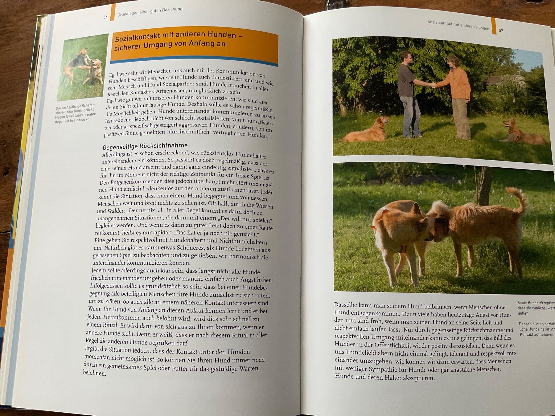 Libri: Hundetraining mit Martin Rütter, Partnerschaftl – Usato da Avenches venduto da Tinkey 2