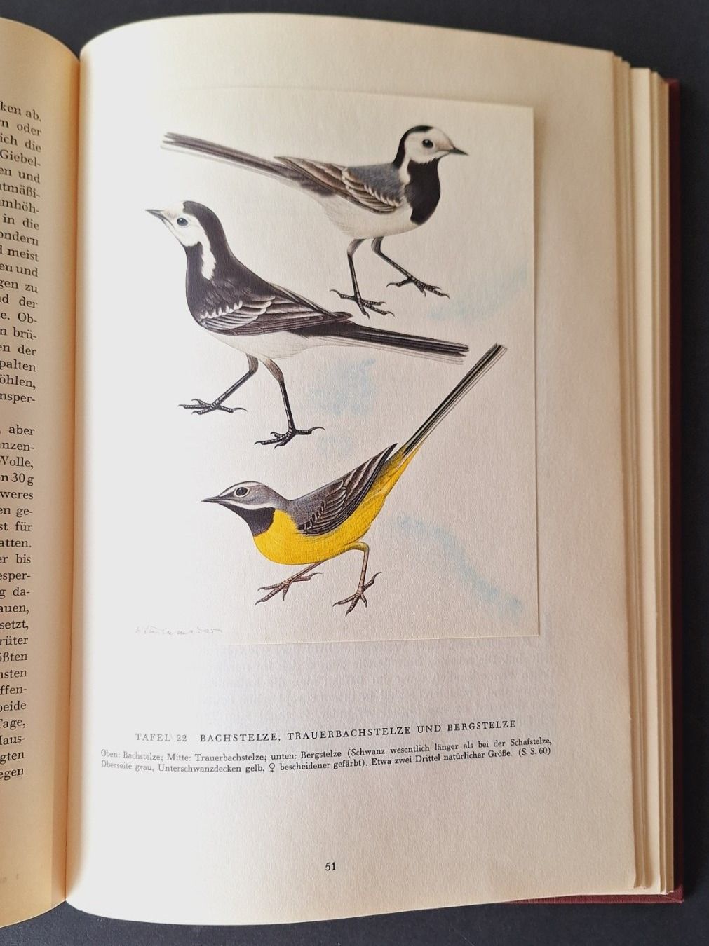 Libri: Singvögel,  Silva Buch – Usato da Zürich venduto da t24_de 4