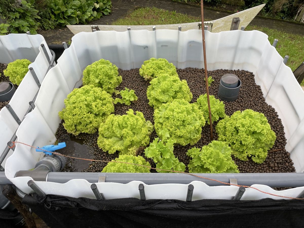 Altro: Aquaponic Anlage – Usato da Möriken AG venduto da Sammler06 1