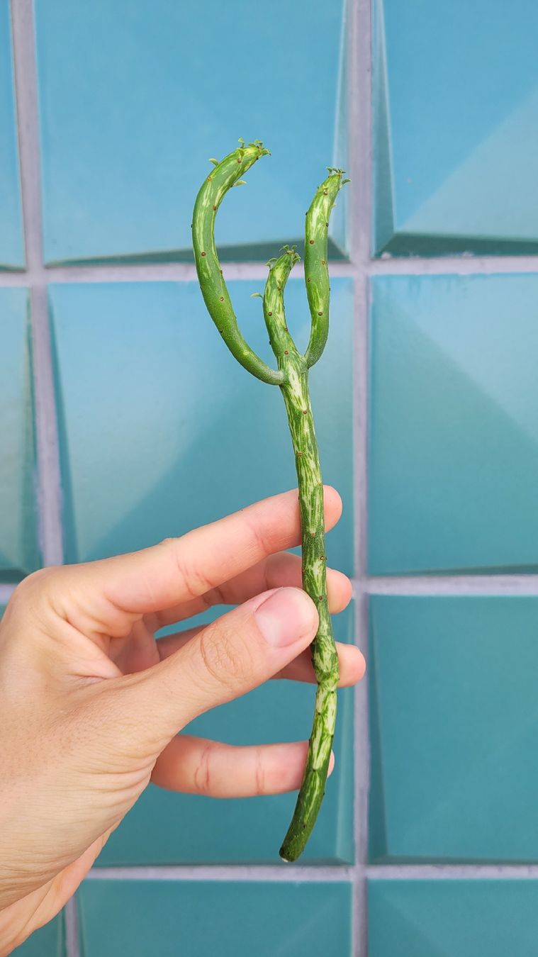 Pflanzen & Samen: Euphorbia leucodendron panaschiert – Neu (gemäss Beschreibung) aus Zürich von The_Plant_Wizard 1