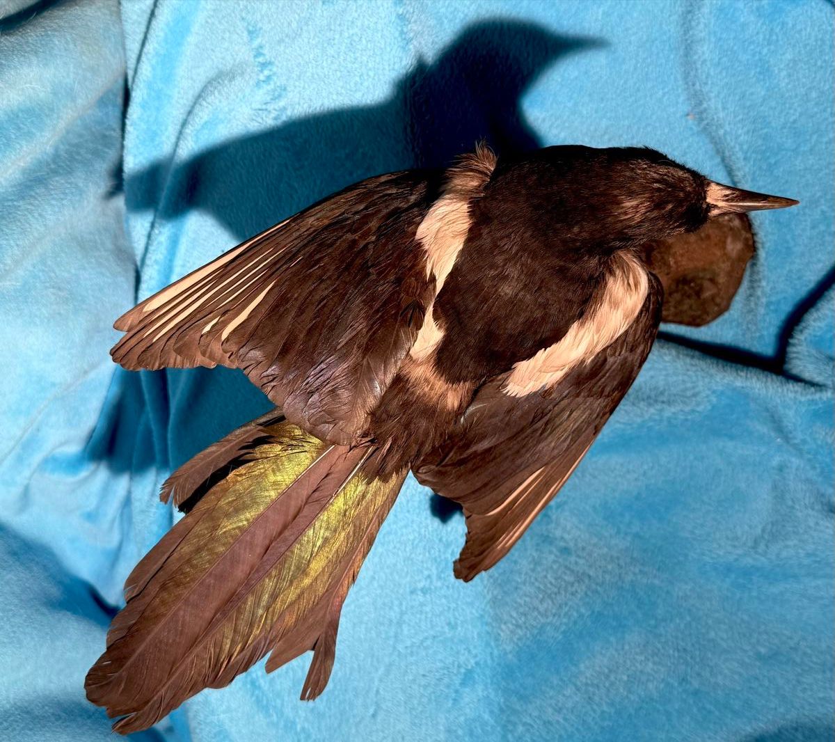 Il mondo degli animali: ELSTER Vogelpräparat – Usato da Bern venduto da felberunderground 3