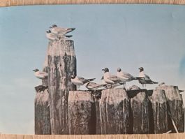 Ansichtskarte Seagulls North Carolina 1982