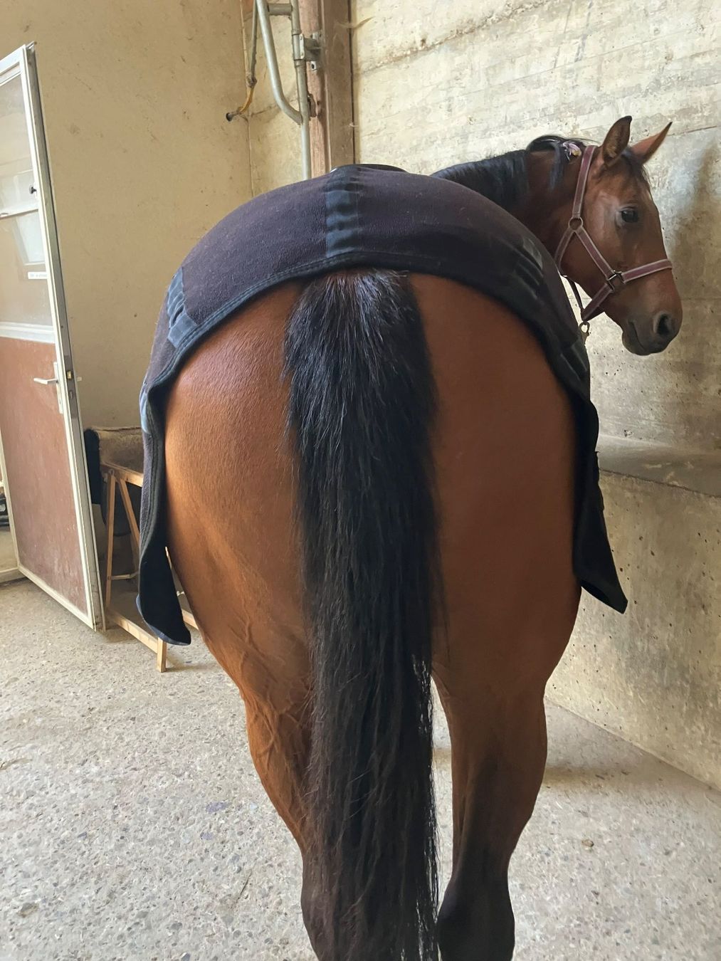 Coperte & Accessori: back on track nierendecke – Usato da kottwil venduto da opononi 1