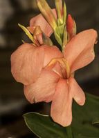 Pflanze Canna 