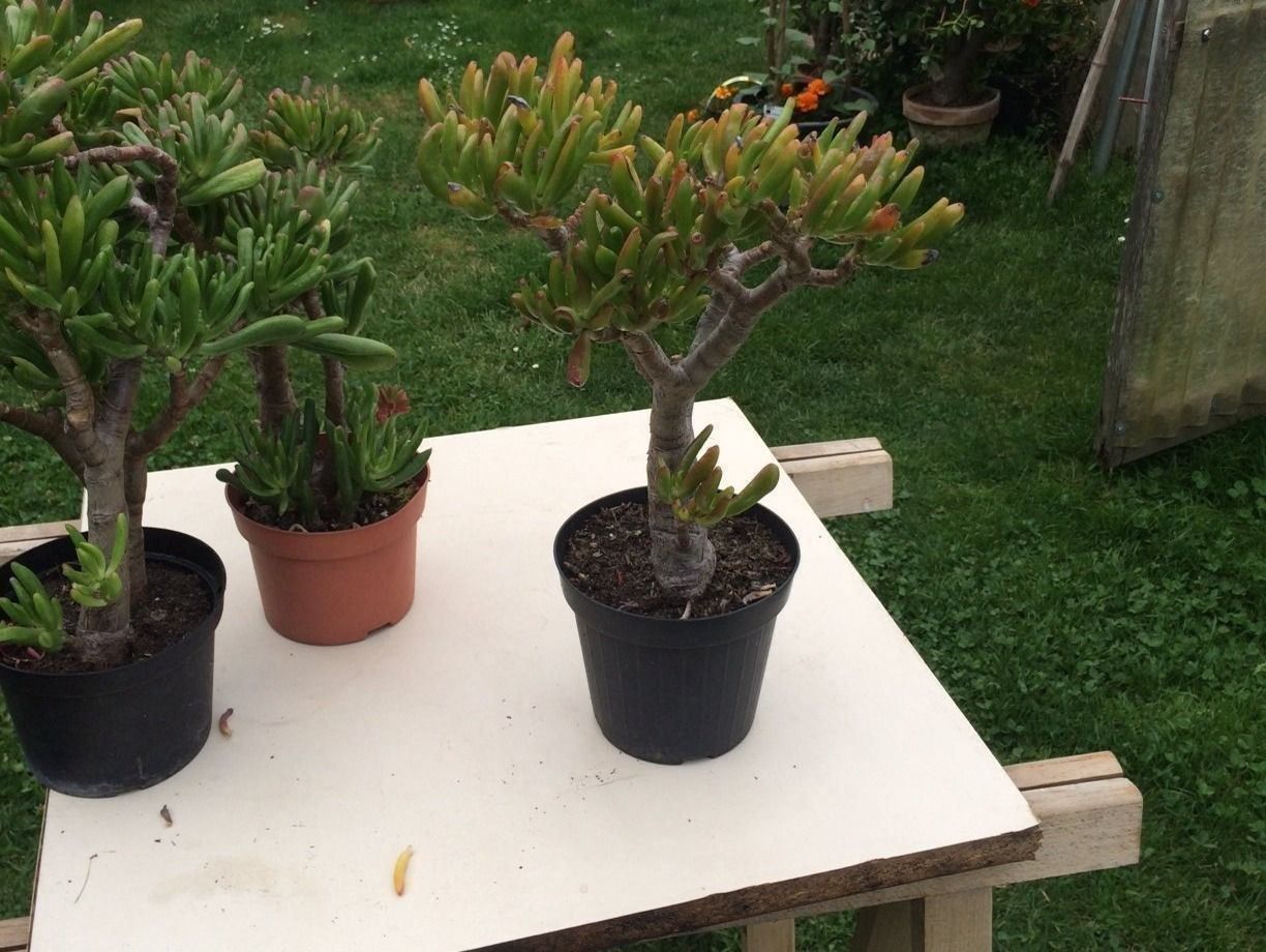 Piante & sementi: Crassula argantea – Usato da Vinelz venduto da Wellensittich55 5