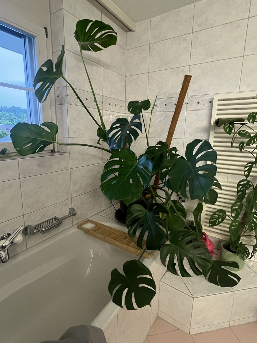 Piante & sementi: Monstera Deliciosa – Usato da Reinach AG venduto da Manuel63637 1