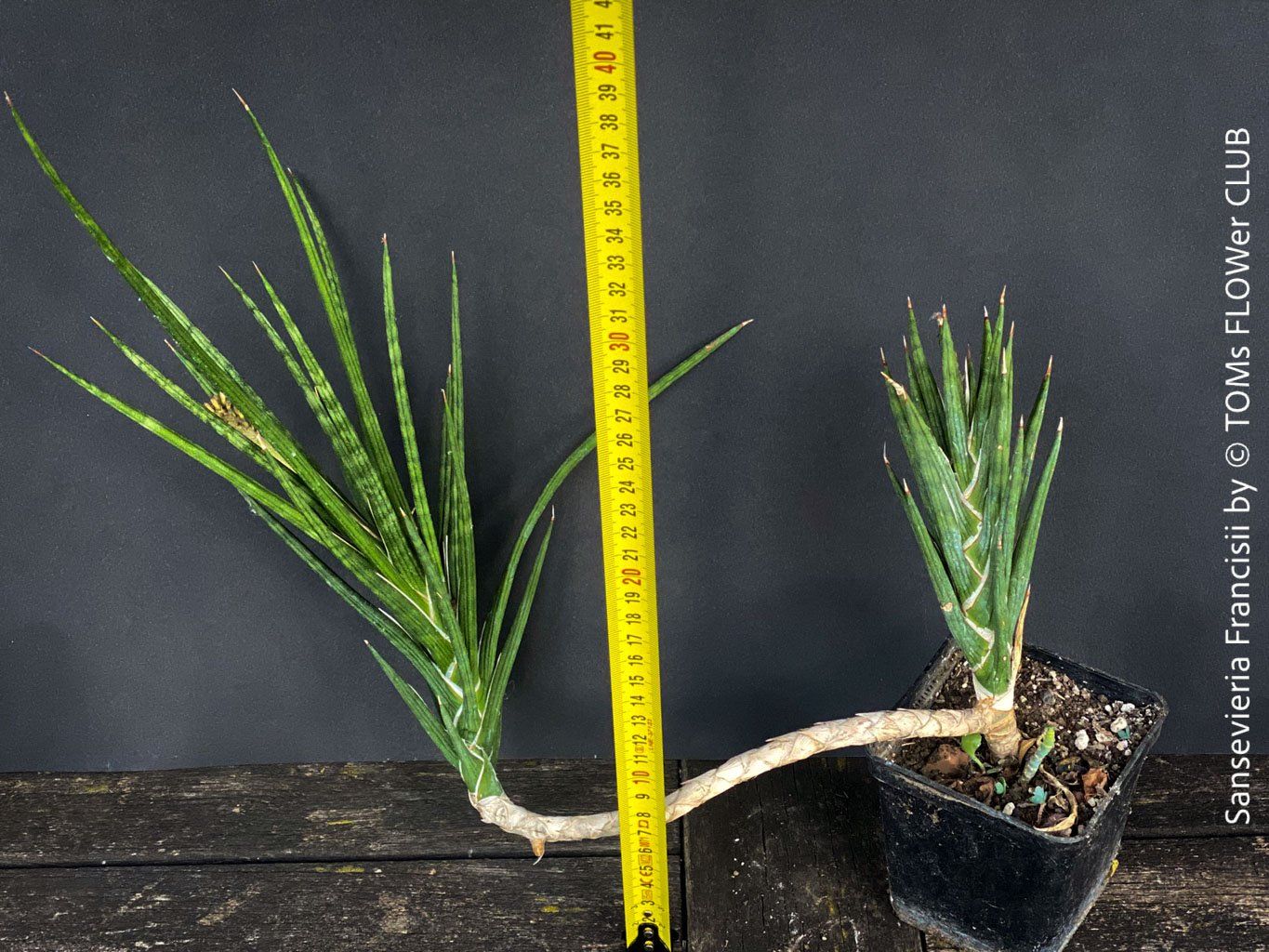 Pflanzen & Samen: Sansevieria Francisii - einzigartig schön - oder? – Neu und originalverpackt aus Adliswil von astom369 7