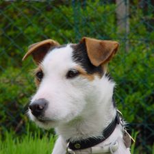 Profile image of quandolino