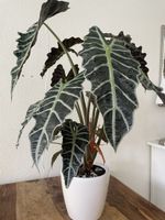 Alocasia Amazonica Polly XXL