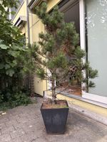 Serbische Fichte im Topf guter Zustand