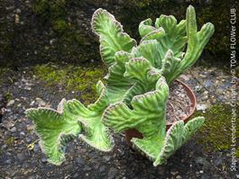 Stapelia Leendertziae Cristata - wie 1 Pflanzen-Skulptur