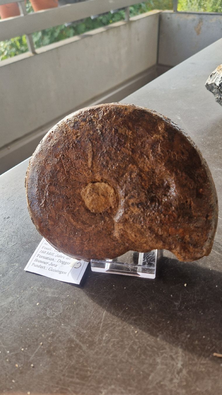 Fossili: Grösserer Ammonit Ludwigia  – Usato da Niederhasli venduto da rehauge01 7