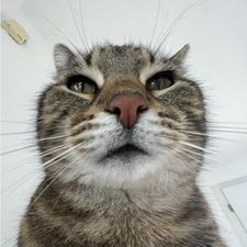 Profile image of davinkii