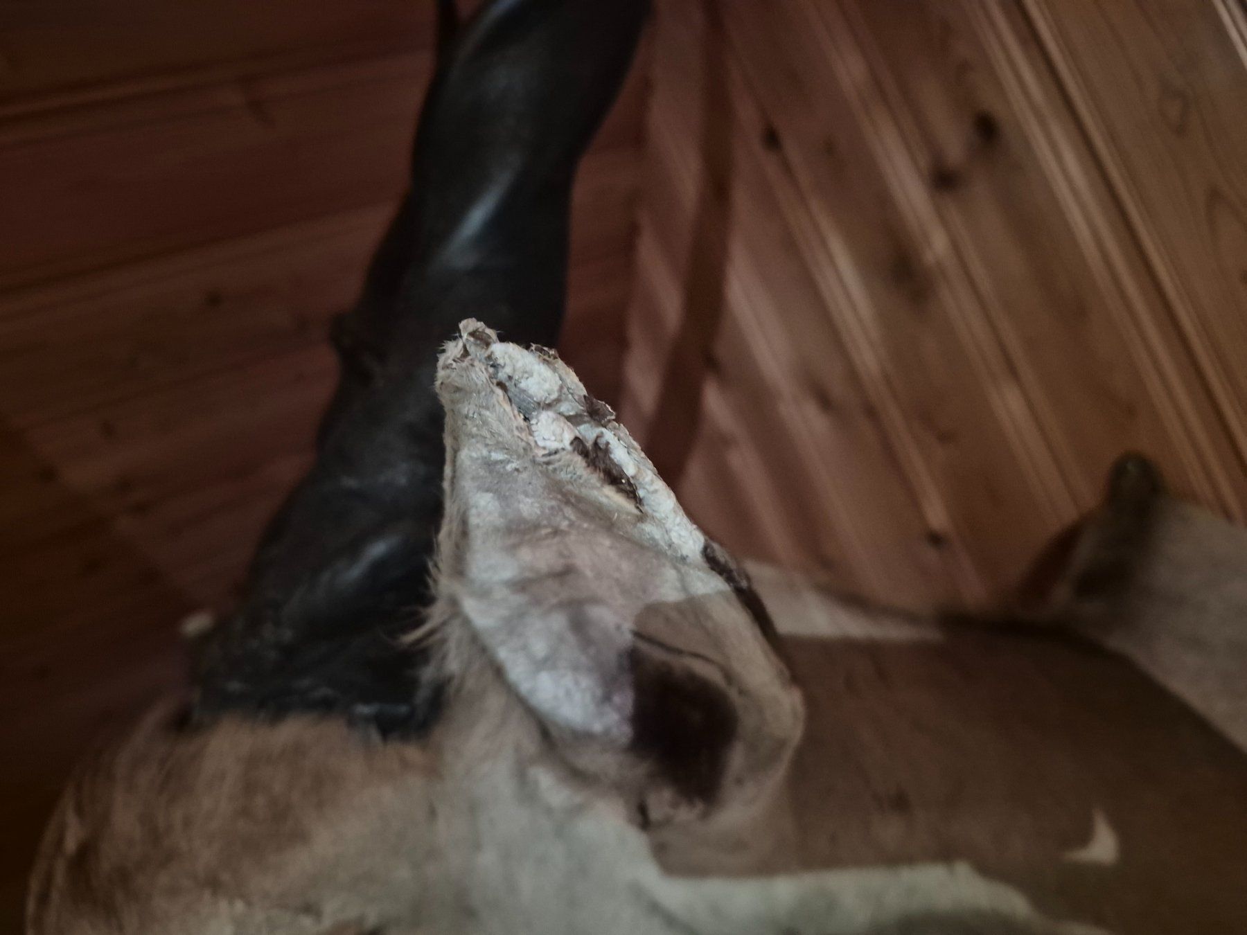 Il mondo degli animali: Trophée chasse éland du Cap / Elenantilope Jagdtrophäe – Usato da Treyvaux venduto da Kbh2000 6