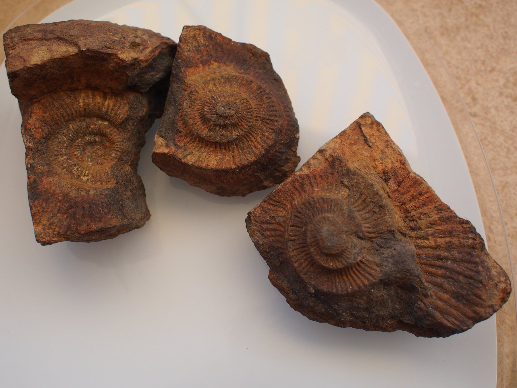 Fossilien: 4. 3 grands fossiles – Gebraucht aus Ovronnaz von Etagne68