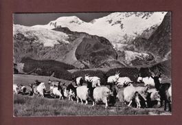 SAAS-FEE - Auszug der Ziegen - Feegletscher