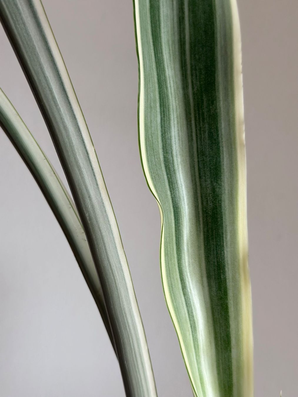 Pflanzen & Samen: Sansevieria trifasciata "metallica" – Gebraucht aus Zürich von ong8
