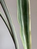 Sansevieria trifasciata "metallica"