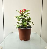 Pflanze Kaktus Christusdorn Euphorbia milii crown of thorns