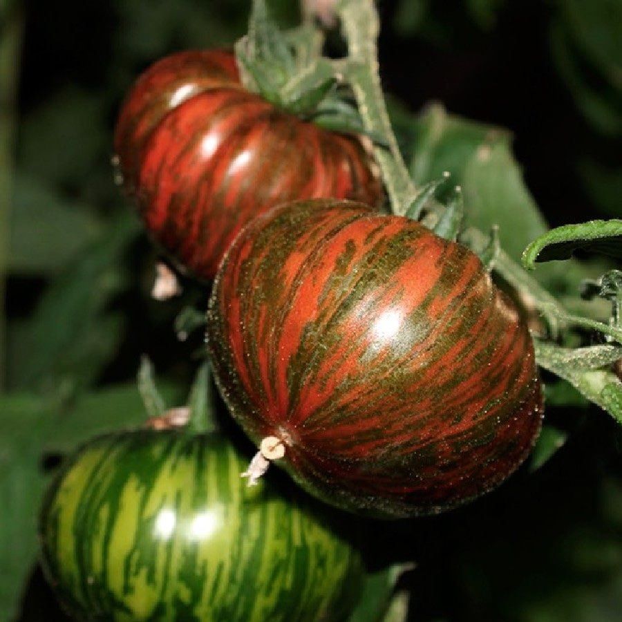 Piante & sementi: 30 Samen CHOCOLATE STRIPES Tomate – Nuovo (secondo la descrizione) da Ehrendingen venduto da VerveinaSamen 1