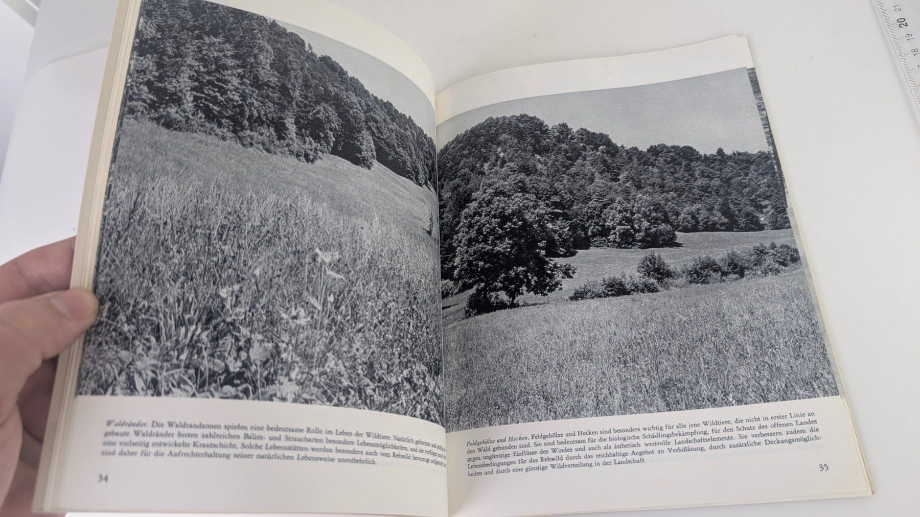 Bücher: Schweizer Heimatbücher: Wald und Wild 1968 – Gebraucht aus Zürich von axolottchen 5
