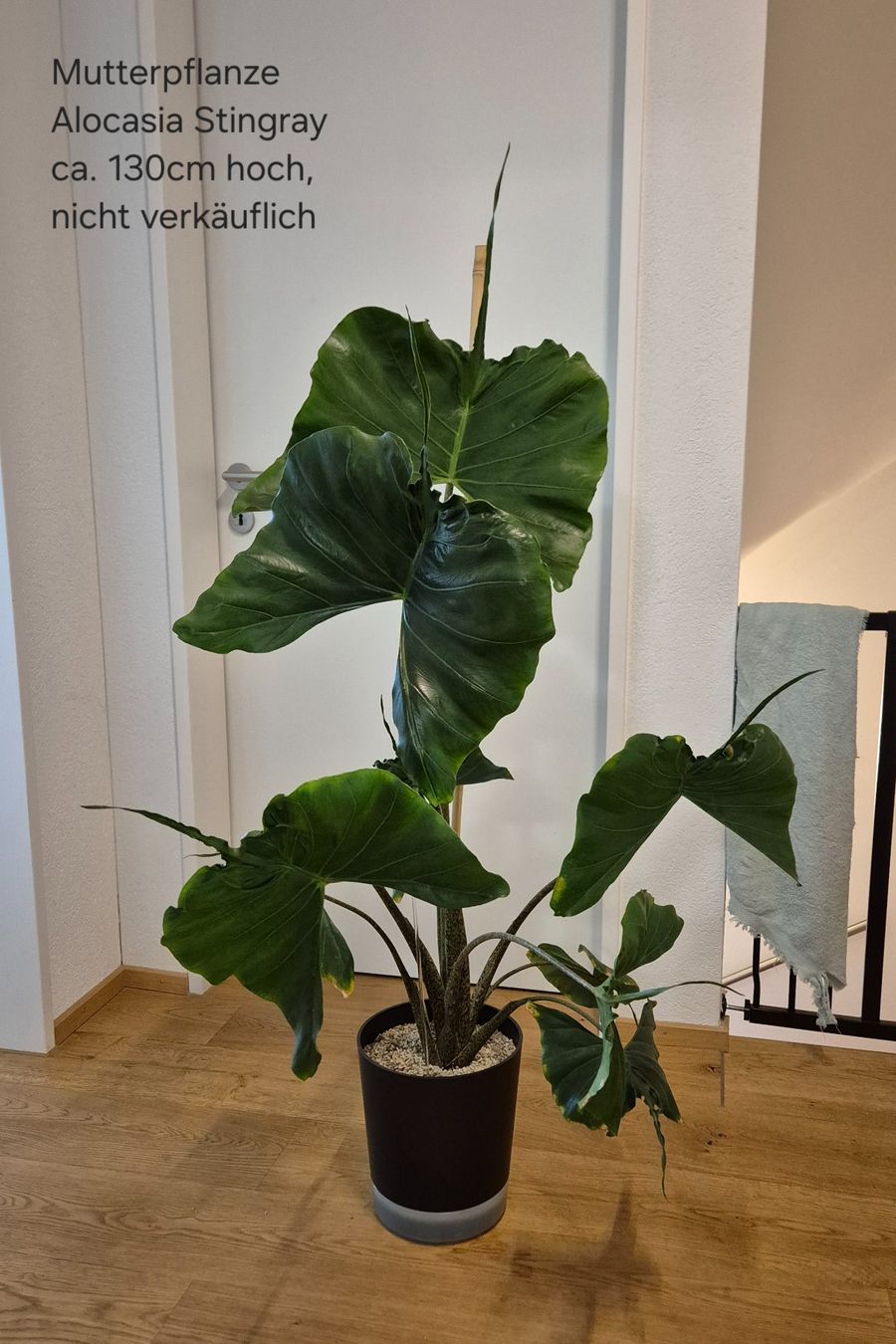 Piante & sementi: ⭐ Junge Alocasia Stingray⭐ – Nuovo (secondo la descrizione) da Dürrenäsch venduto da Tina_2023 4