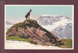 GEMSE - WILDSTRUBEL - CPN