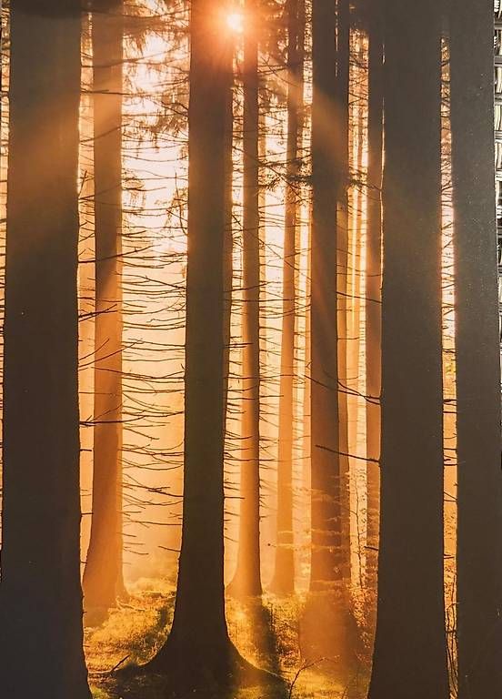 Poster & Bilder: Morgenstund/Heimat – Gebraucht aus Binningen von Xen_2gn5 1