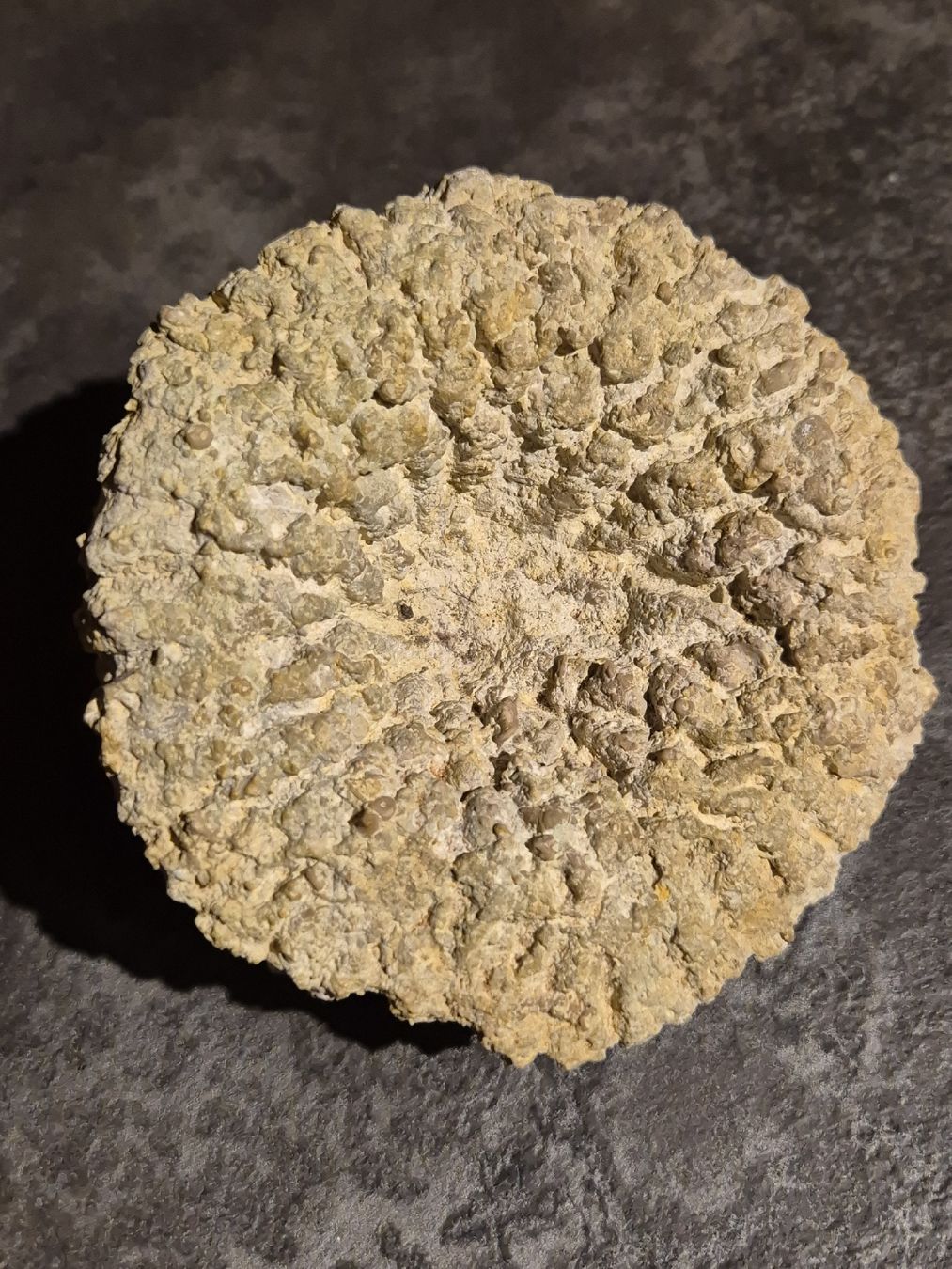 Fossili: Fossil/Versteinerung – Nuovo (secondo la descrizione) da Abtwil SG venduto da Adler770