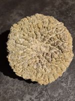 Fossil/Versteinerung