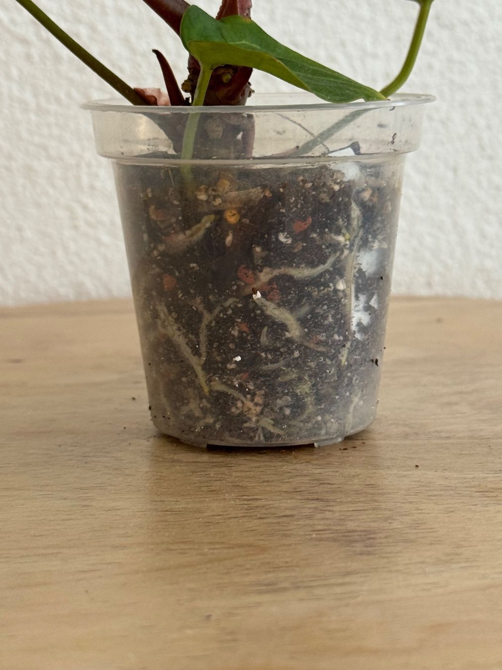 Piante & sementi: Anthurium Hybrid NoID – Usato da Goldau venduto da pflanzly 3