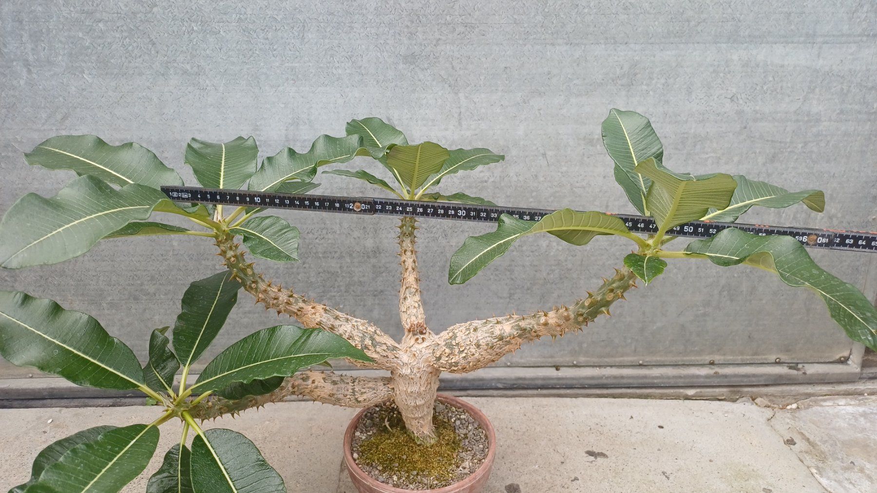 Pflanzen & Samen: Pachypodium baronii – Gebraucht aus Neftenbach von QuiQuo 2