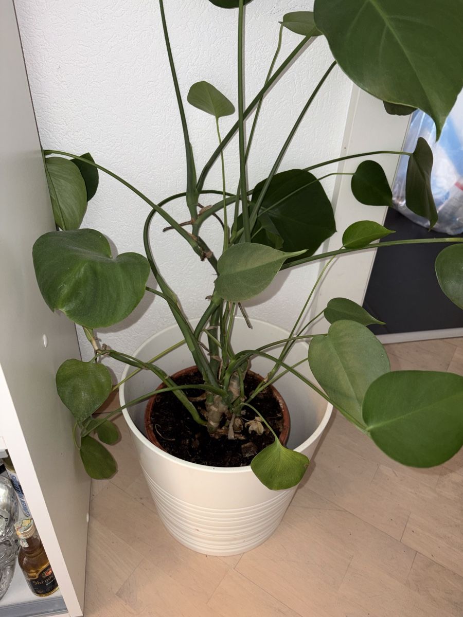 Piante & sementi: Plante d’intérieur – Usato da Pully venduto da ari_78pk 2