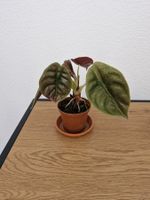 Alocasia cuprea red secret variegated