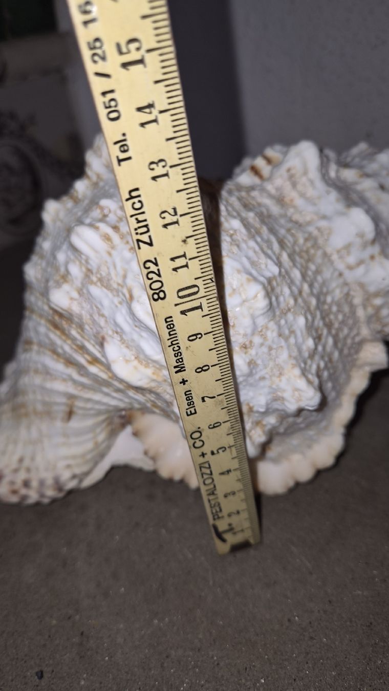 Alle Dekorationen: 3 Riesenmuscheln  – Neu (gemäss Beschreibung) aus Kölliken von MissesBossTop1 5