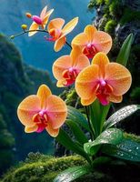 Diamond Painting Orchidee-60-40x50-326