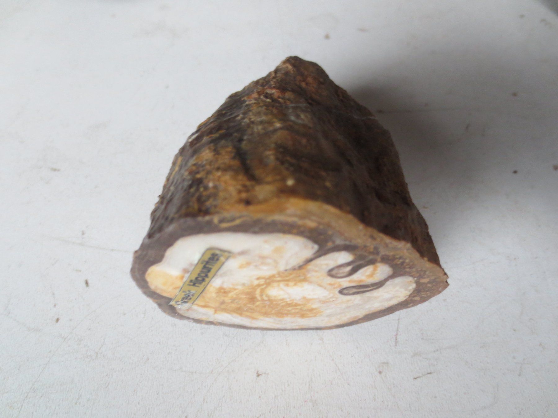 Fossilien: Versteinerung- Hippurites – Gebraucht aus Weier im Emmental von waefler03 1
