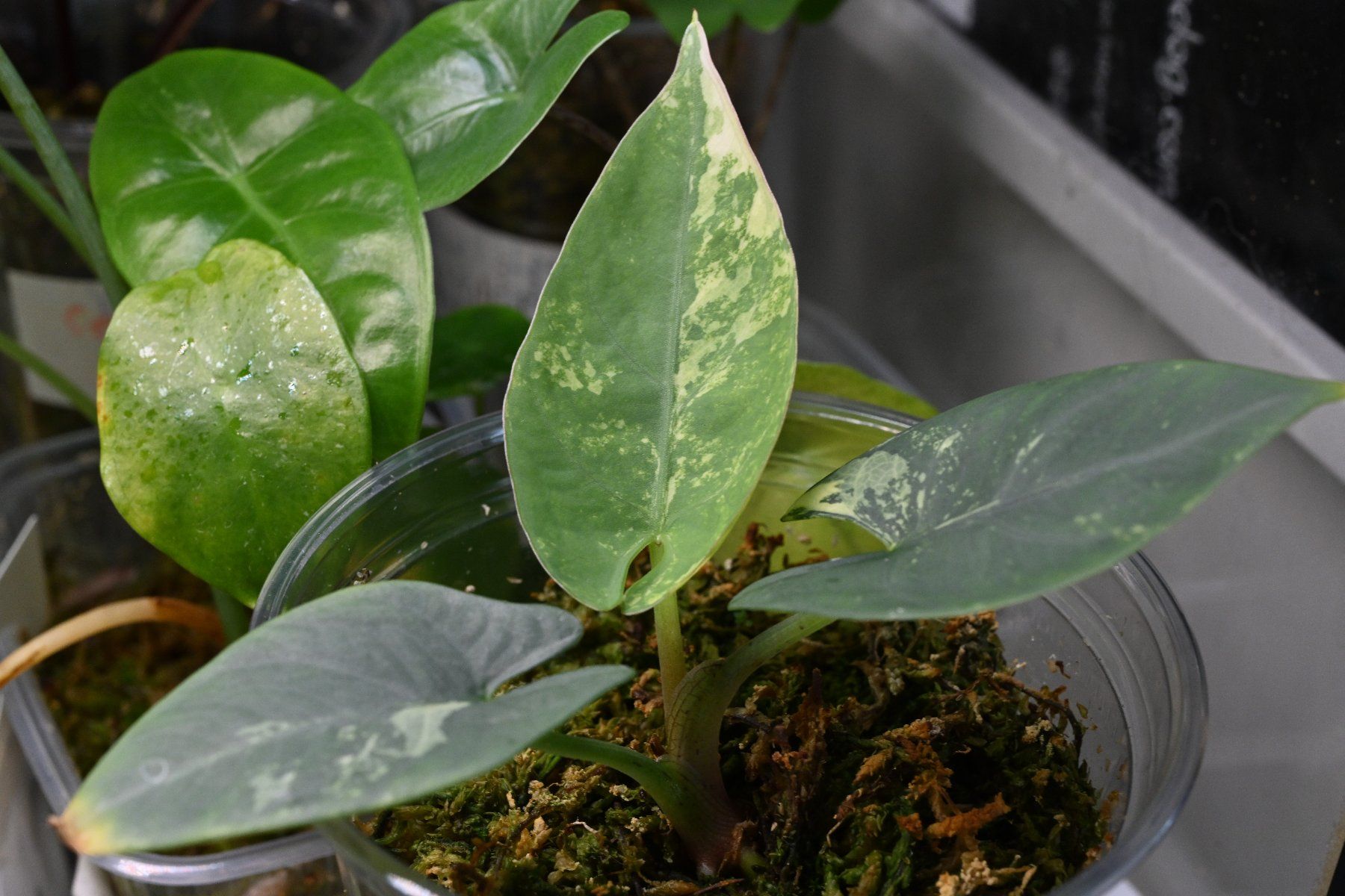 Piante & sementi: Alocasia Reginae silver albo – Usato da Crissier venduto da sleepingmouse 2