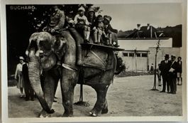 Suchard Sammelkarte, Fotokarte - Zürich, Zoo, Elefant