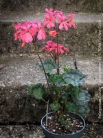 Pelargonium Zonale ‘Stadt Aalsmeer’ - historische Schönheit