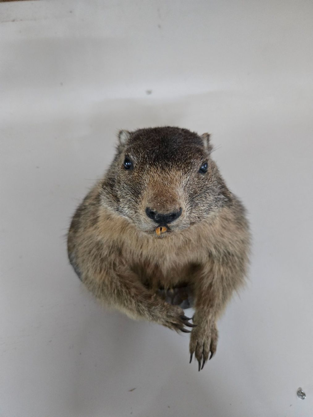Il mondo degli animali: Murmeli-Kopf – Usato da Kriechenwil venduto da rehal83