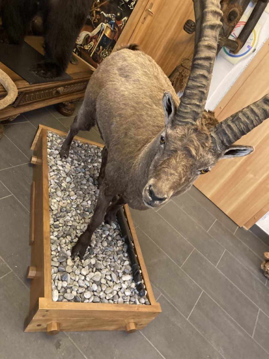 Il mondo degli animali: Bouquetin naturalisé – Nuovo (secondo la descrizione) da Orsières venduto da 2012momo01 7