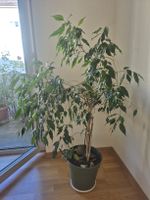 Ficus Benjamina ca. 130 cm / 15 Jahr Alt