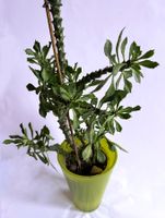 MONADENIUM GUENTHERI*****
