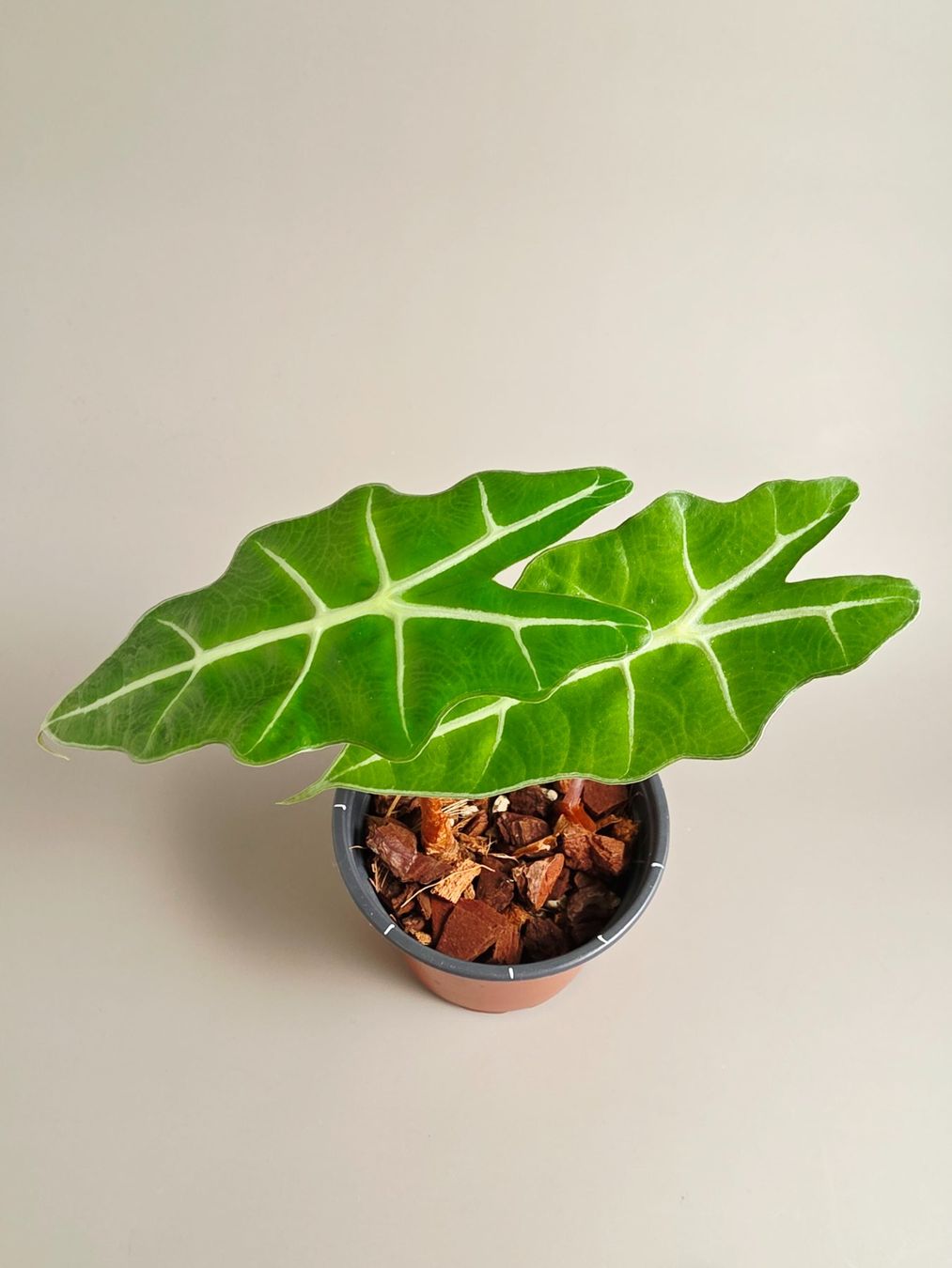 Piante & sementi: Alocasia polly – Nuovo (secondo la descrizione) da Gerolfingen venduto da Azora