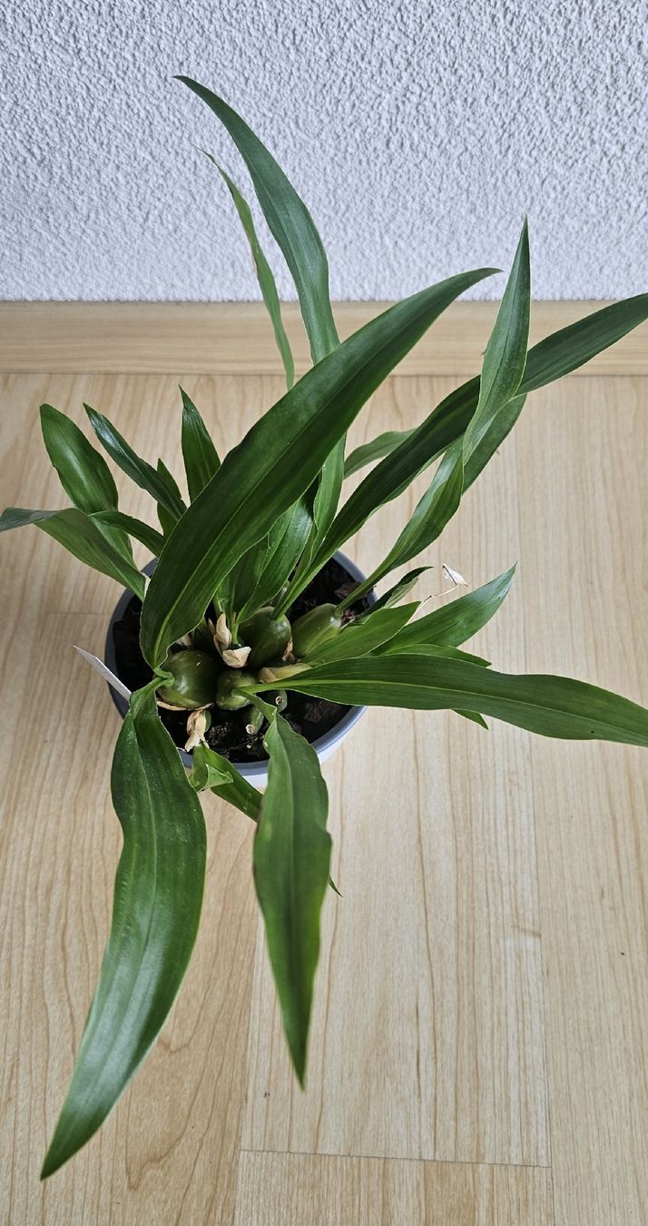 Plantes & graines: Orchidee Coelogyne ochracea – D'occasion à Jona par Smurnaya 2