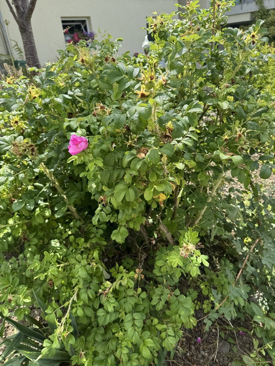 Piante & sementi: Kartoffelrose Winterhart – Usato da Höfen b. Thun venduto da Leonie2112 2